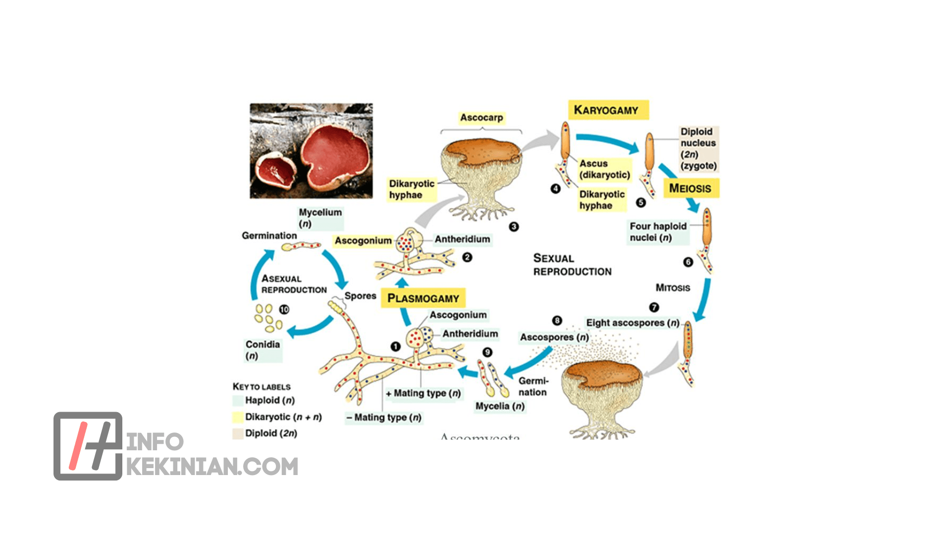Ascomycota