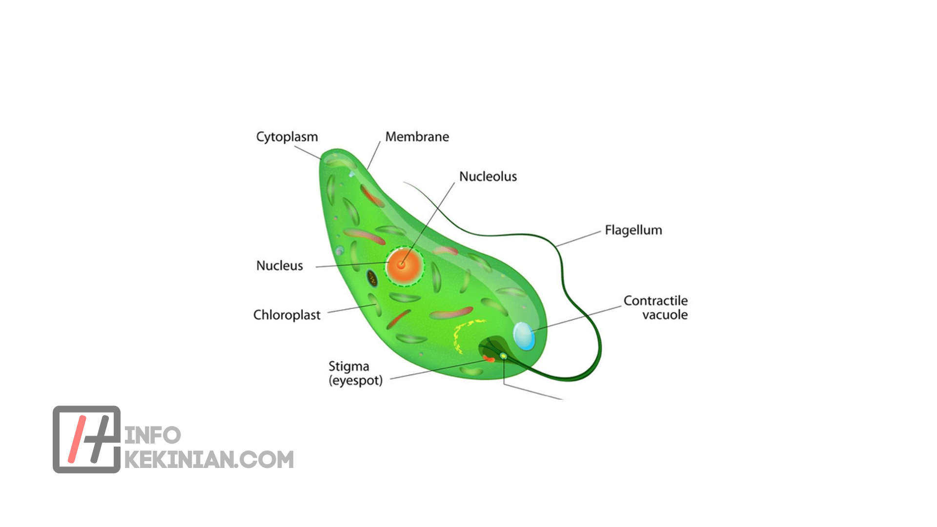 Kingdom Protista