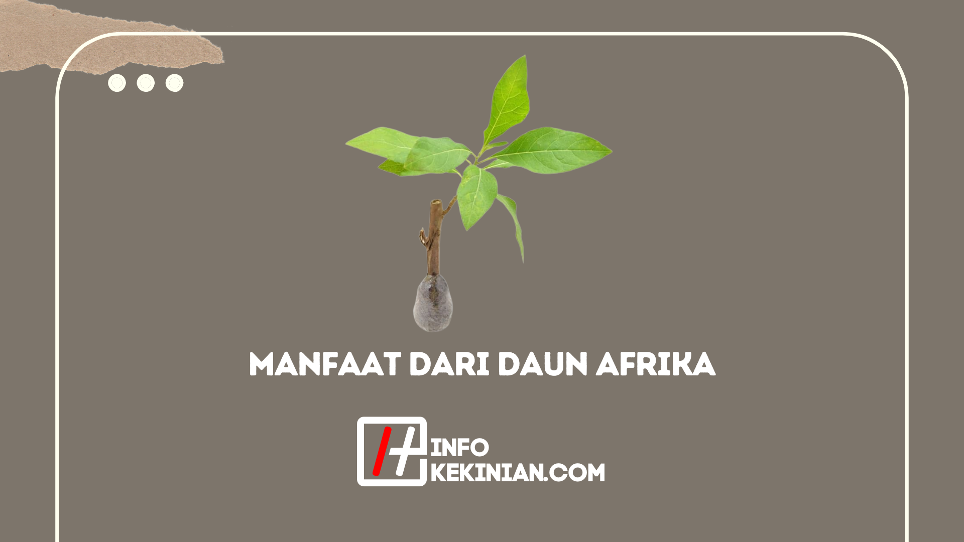 15 Manfaat Dari Daun Afrika Dan Cara Minumnya