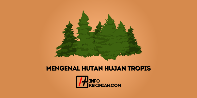 Mengenal Hutan Hujan Tropis Ini Ciri Dan Karakteristiknya