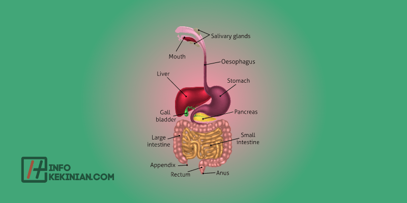 Peran dan Fungsi Organ Sistem Pencernaan