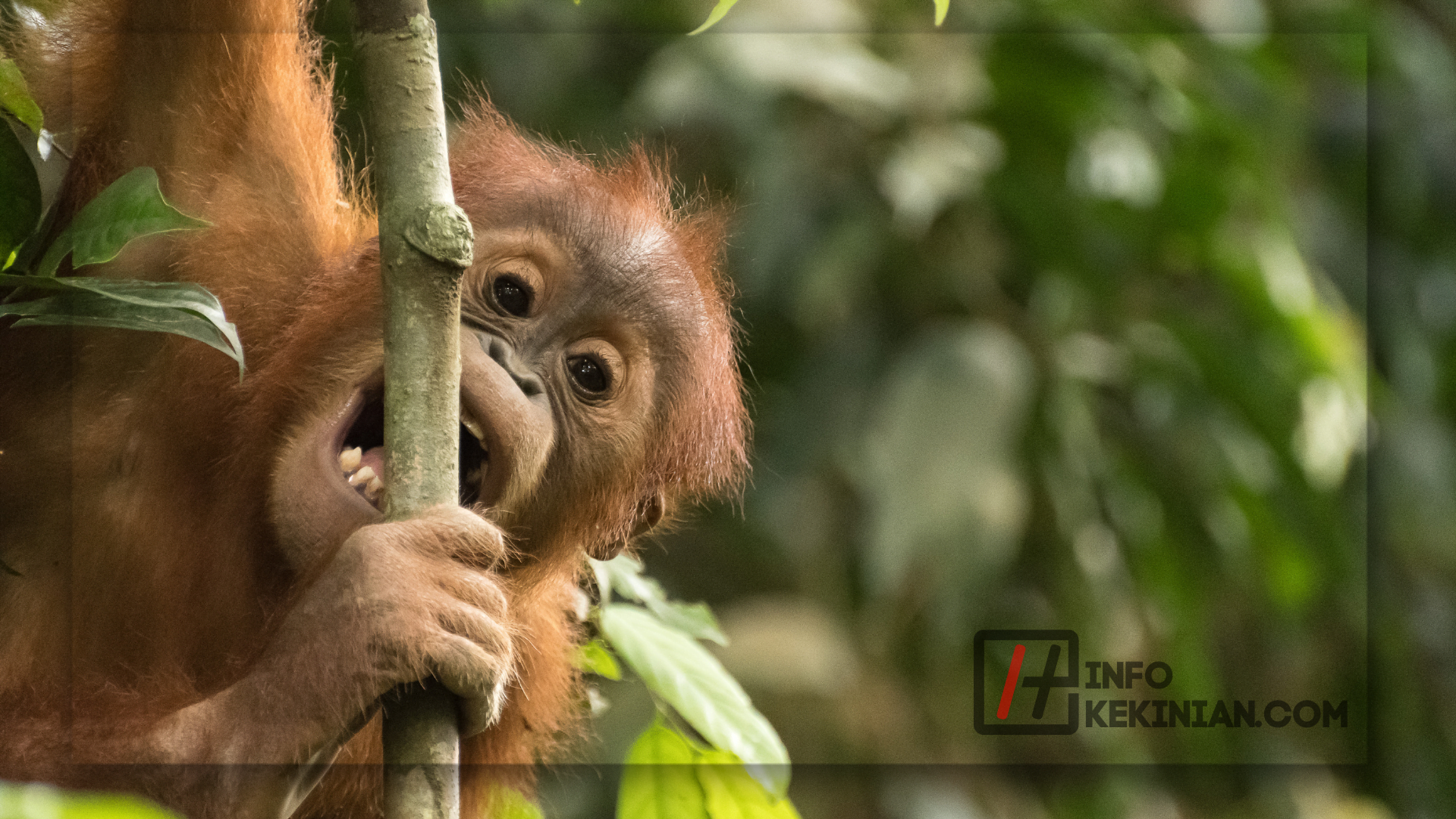 Cikananga Wildlife Center