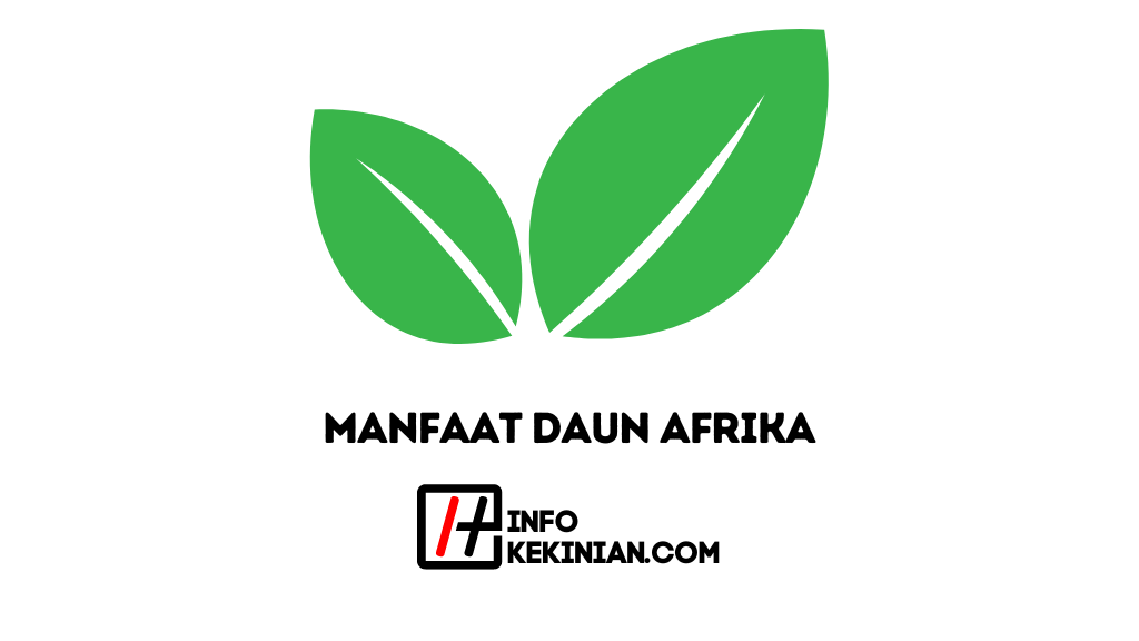 Manfaat Daun Afrika Untuk Kesehatan Wajib Diketahui