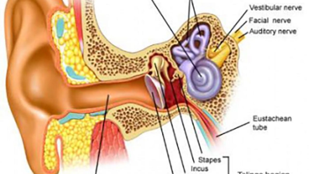Ухо внутри фото строение