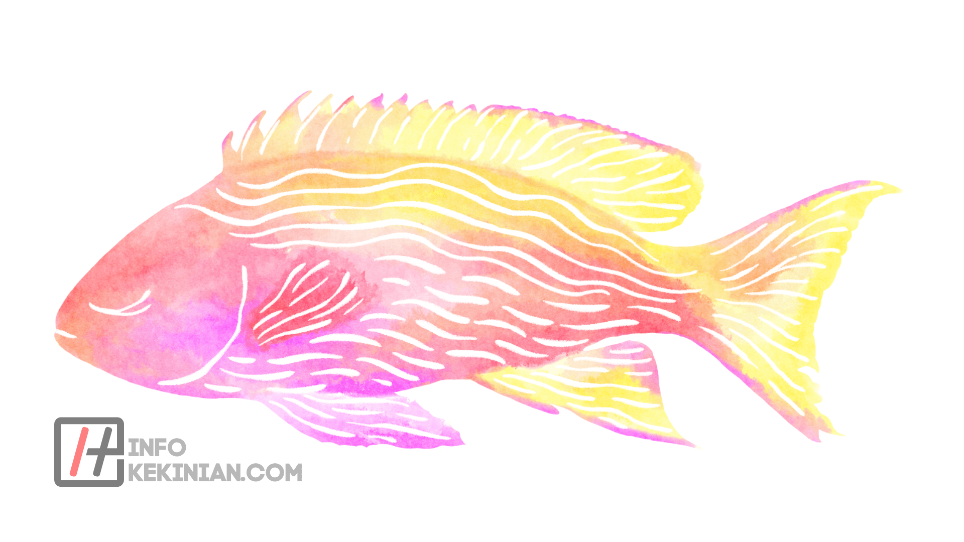 Checker Barb (Puntius Oligolepis)