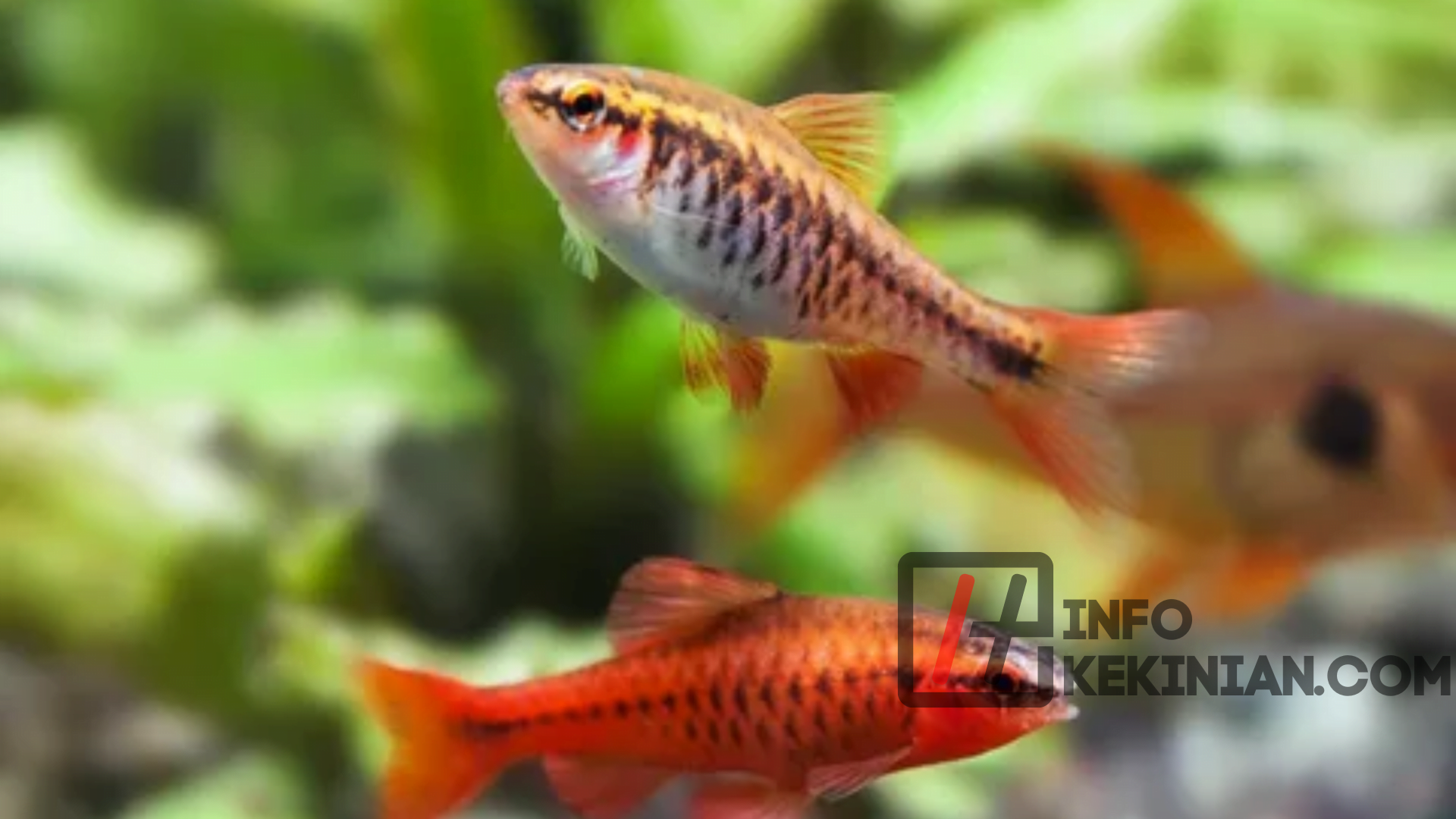 Checker Barb (Puntius Oligolepis)