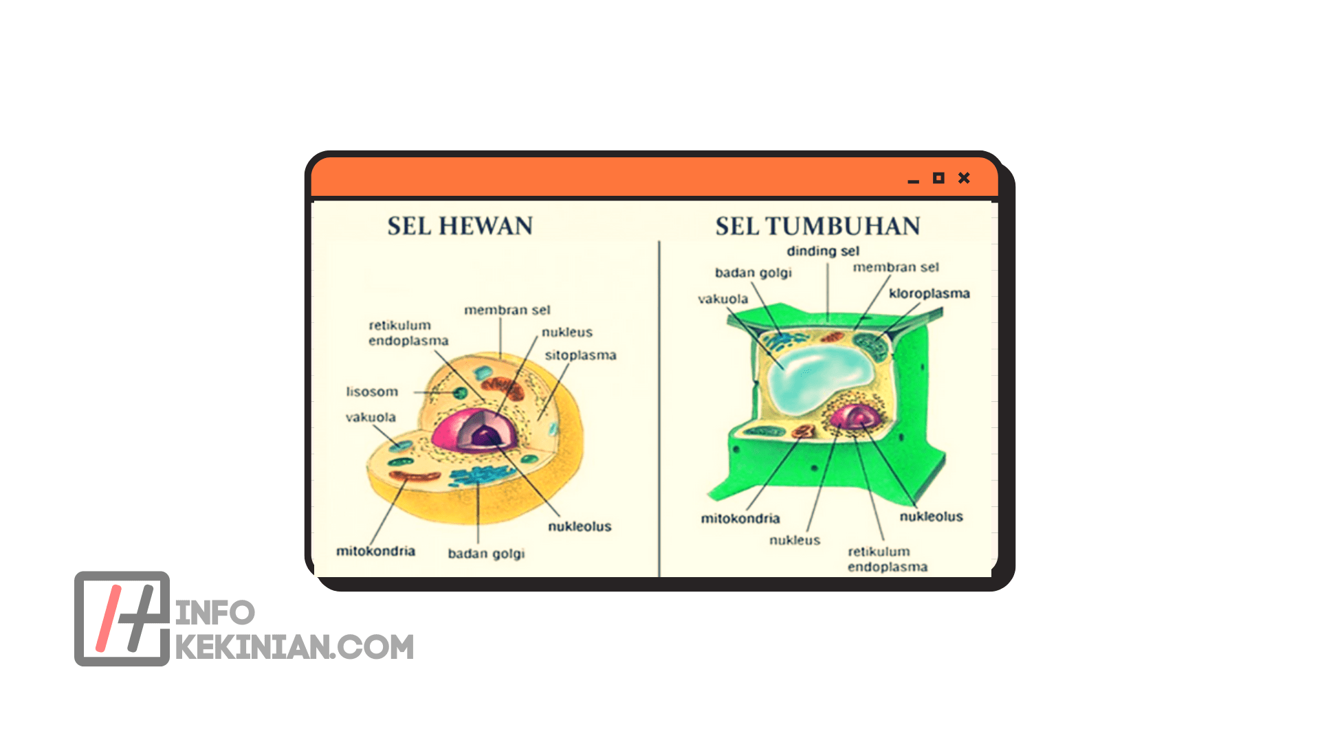 Gambar Sel Hewan dan Sel Tumbuhan