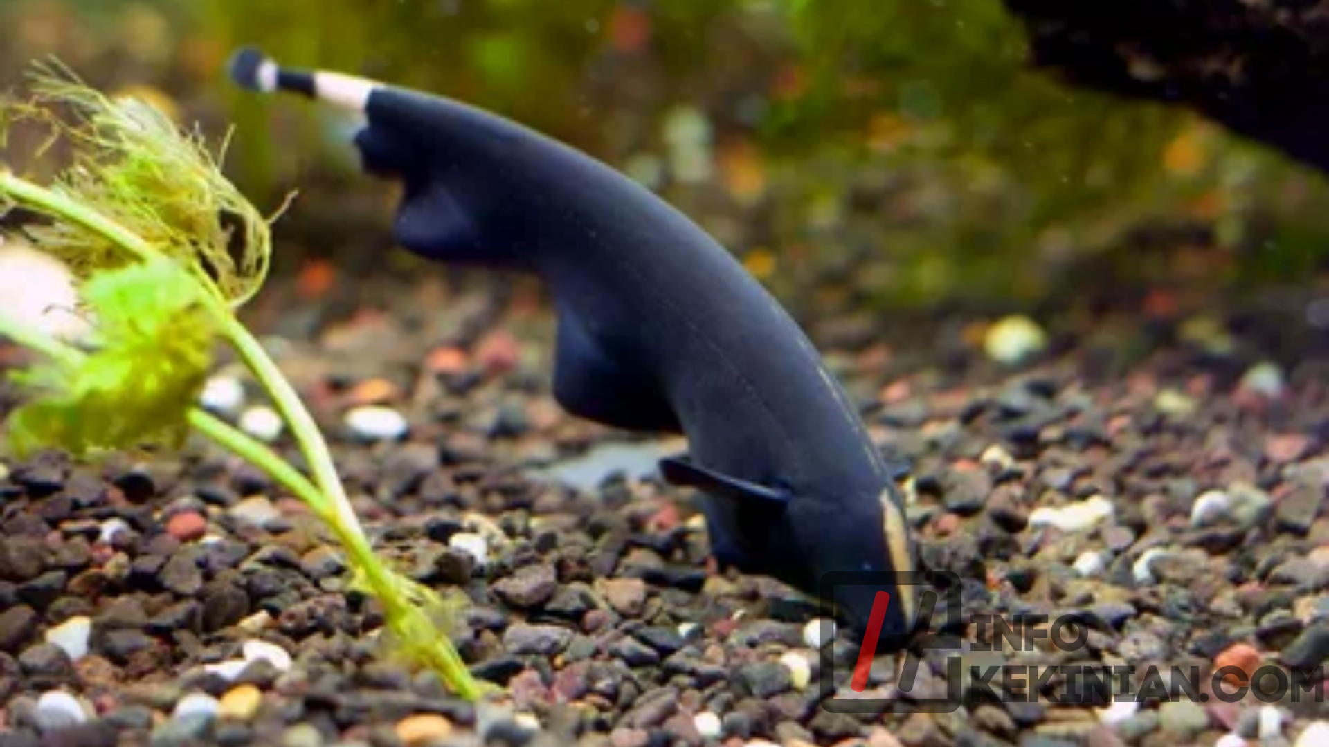 Ikan Bulu Ayam – Black Ghost