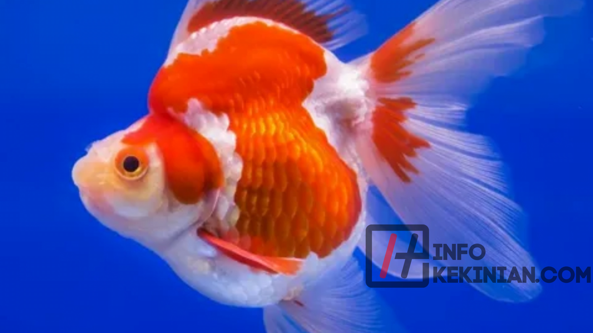 Ikan Hias Pembawa Hoki – Ikan Mas Koki