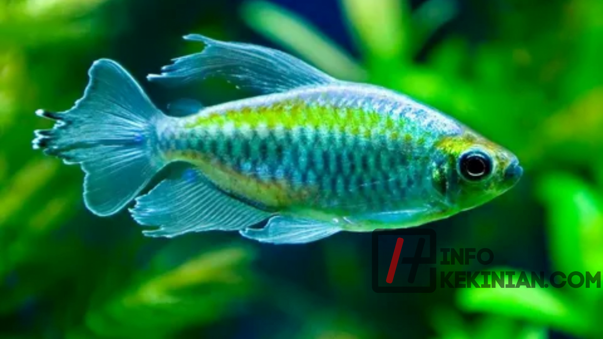 Ikan Hias Pemendar Warna Emas – Congo Tetra