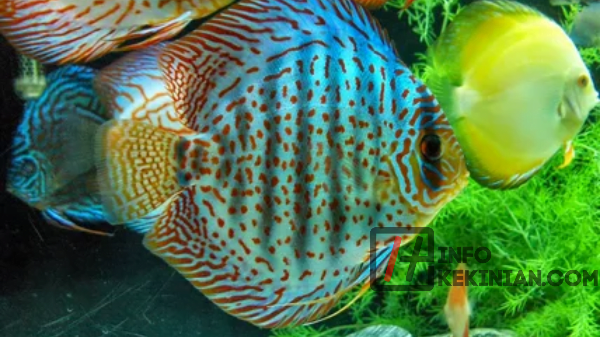 Ikan Hias Tropis yang Suka Bersembunyi – Ikan Discus