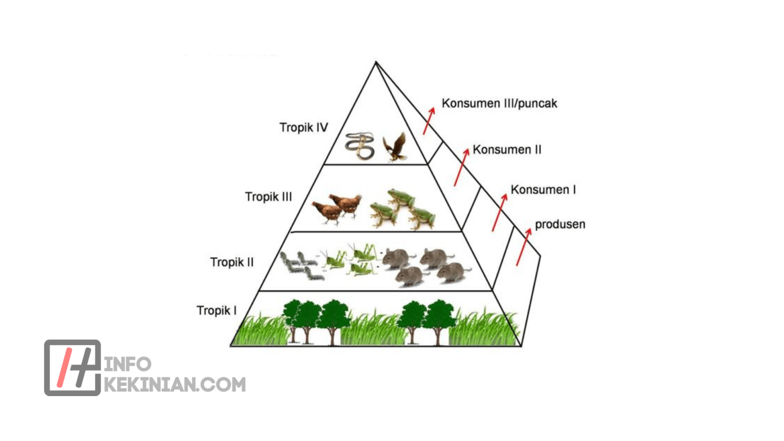 Apa Yang Dimaksud Dengan Rantai Makanan Dan Jaring Jaring Makanan