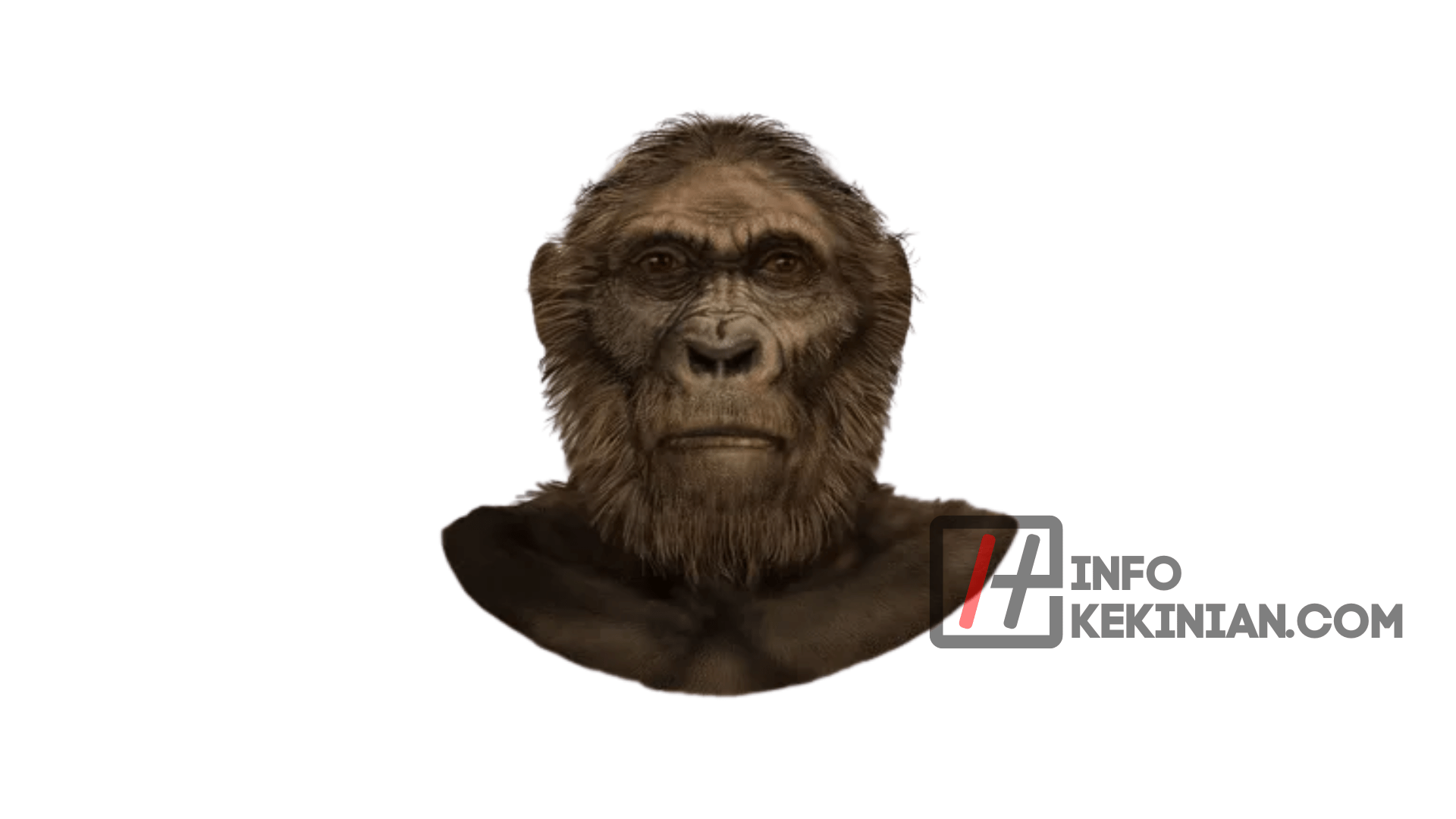 Pitecanthropus Robustus