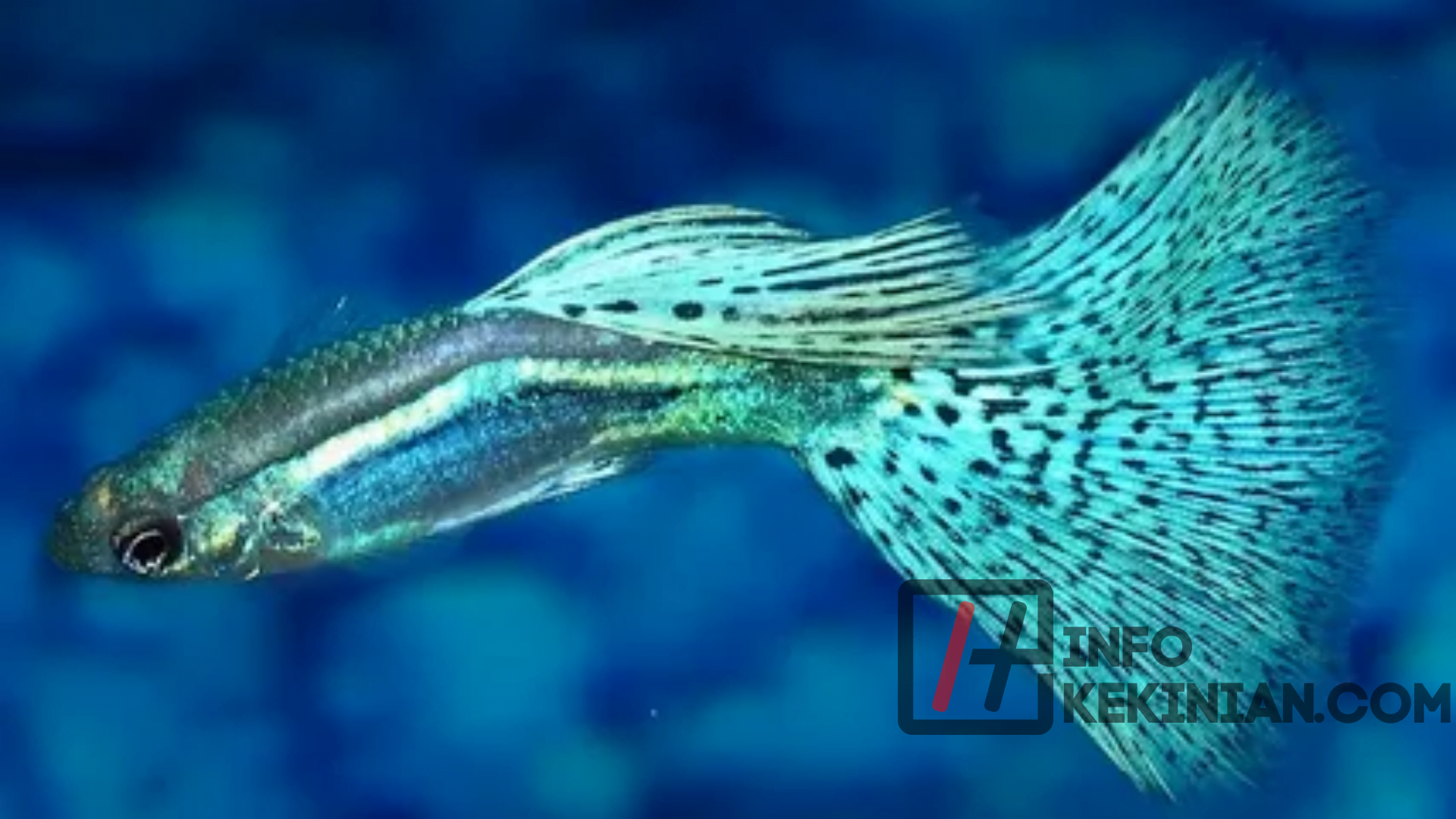 Si Mungil yang Cantik – Guppy