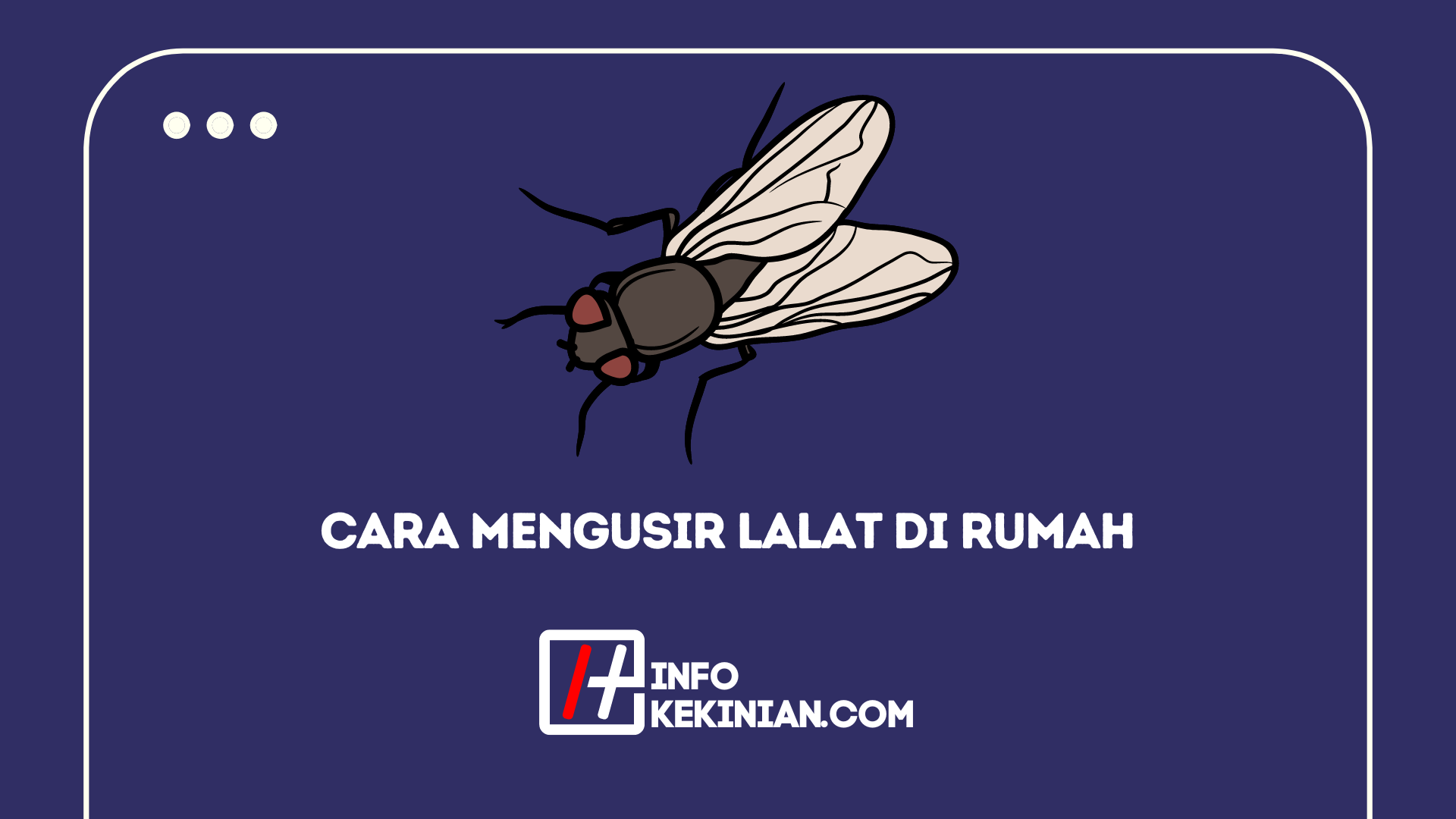 Cara Mengusir Lalat Di Rumah Secara Alami