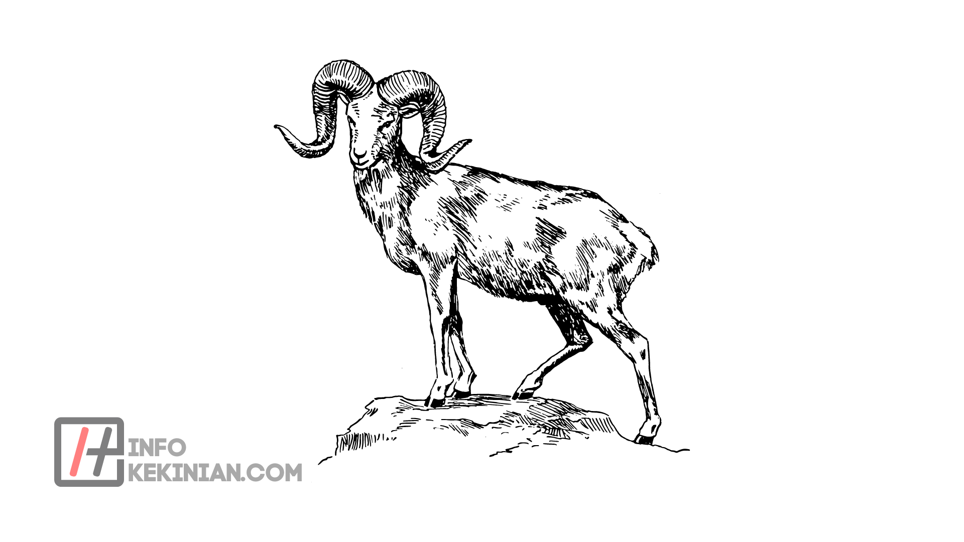 Langkah Sukses Ternak Kambing