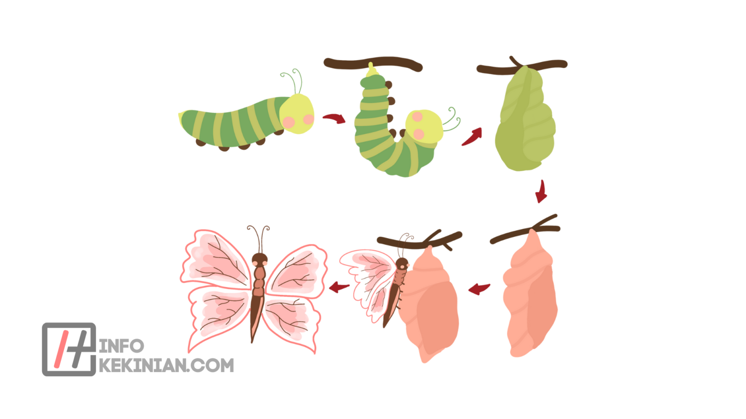 Proses Metamorfosis Sempurna Kupu-Kupu