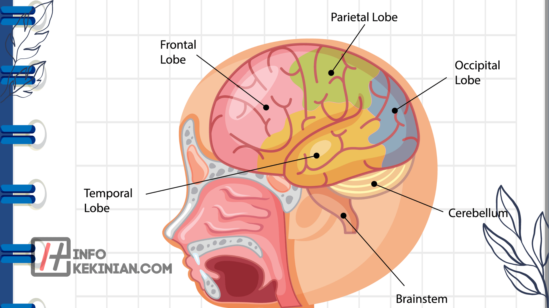 Otak Kecil Cerebellum