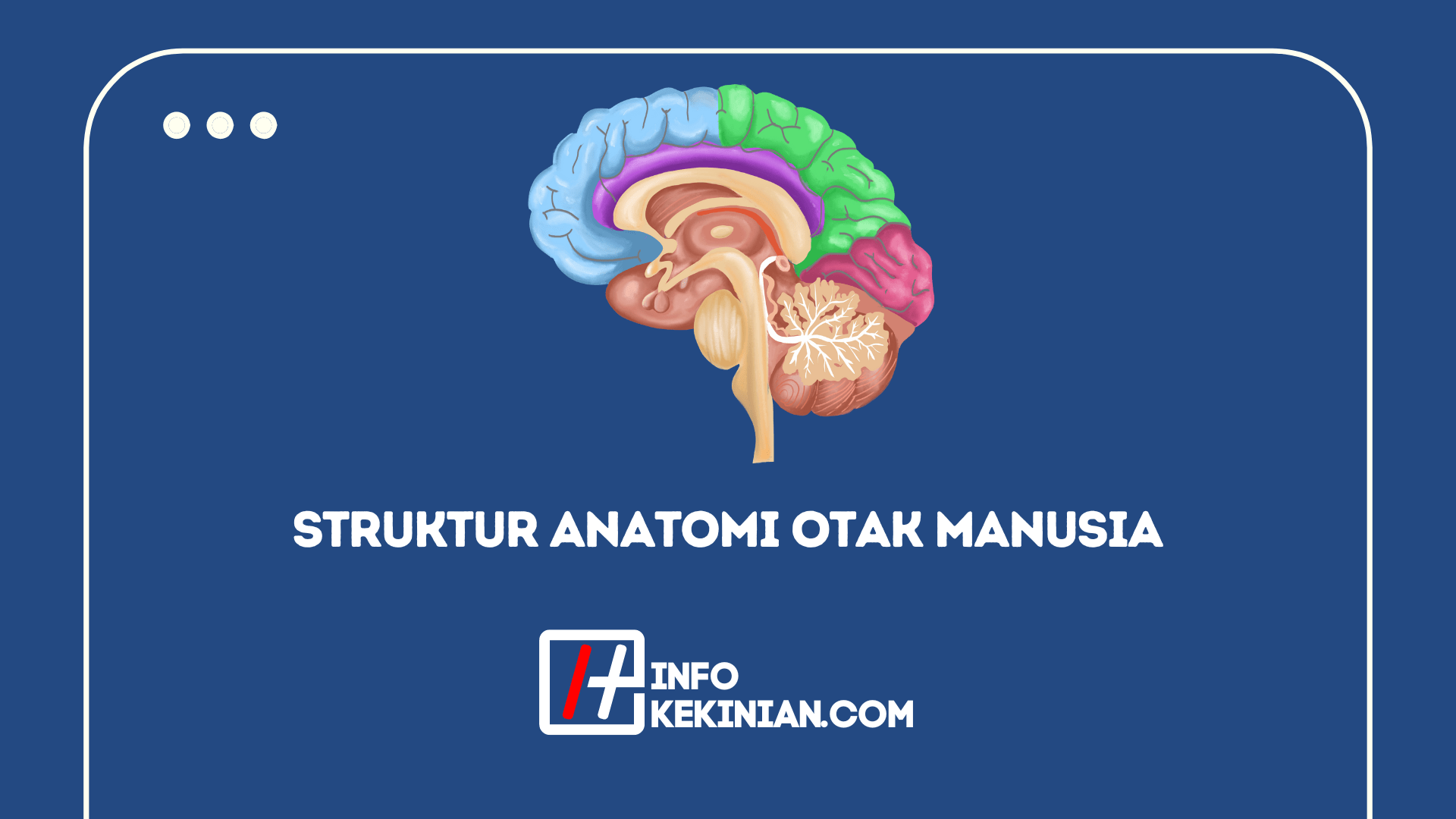 Struktur Anatomi Otak Manusia Dan Fungsinya