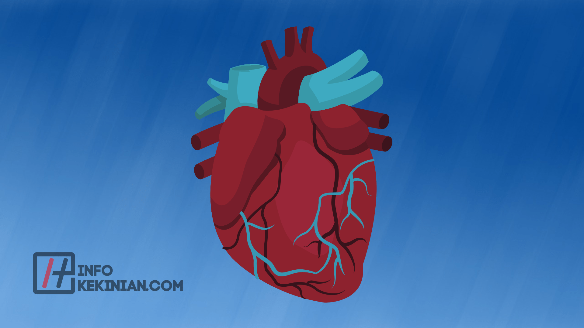 Struktur Anatomi Ginjal Vena Cava Inferior