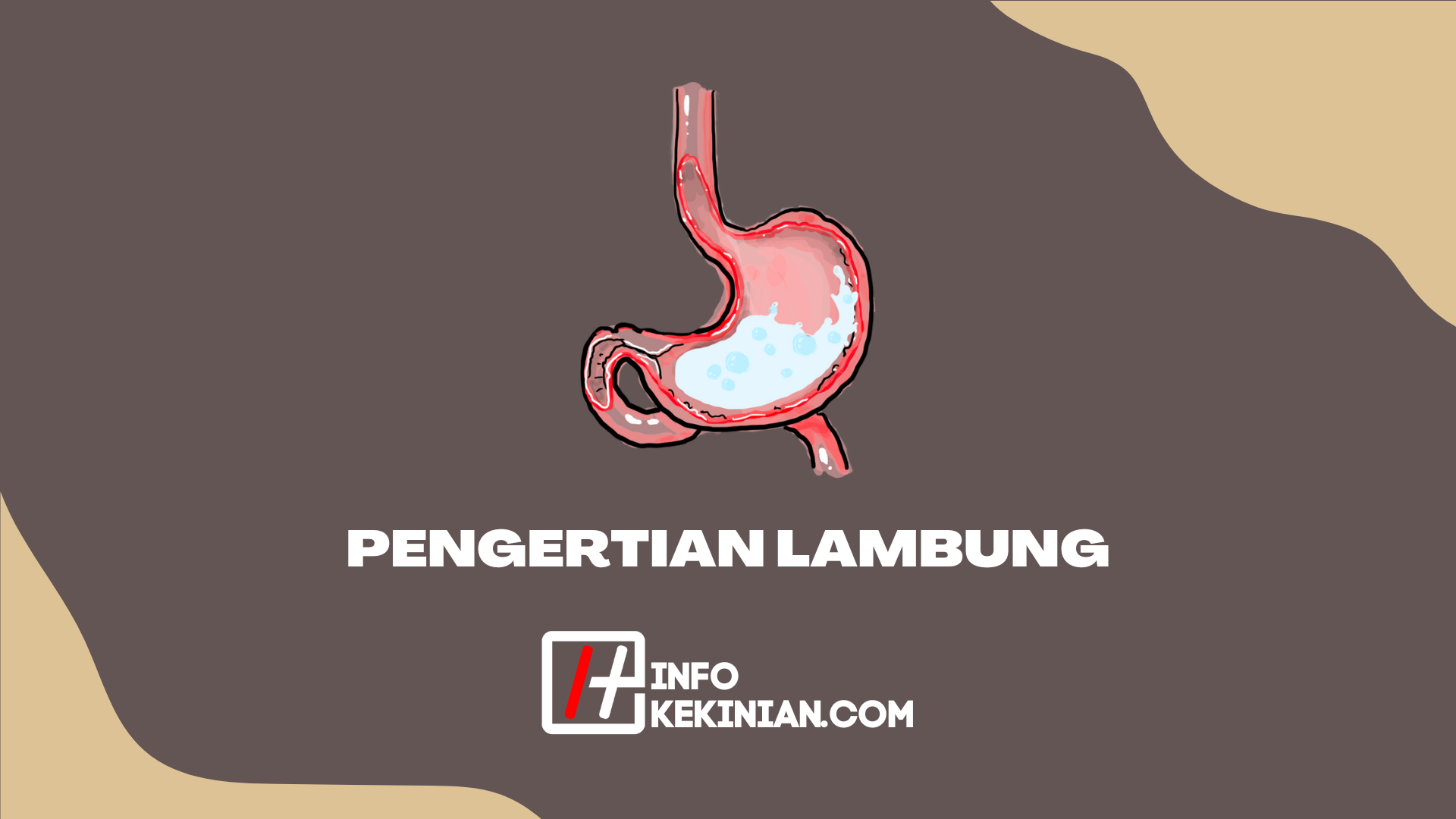 Pengertian Lambung Fungsi Struktur Lapisan Dan Gangguan 0324