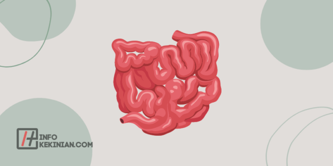 Pengertian Usus Halus: Fungsi Dan Gangguan