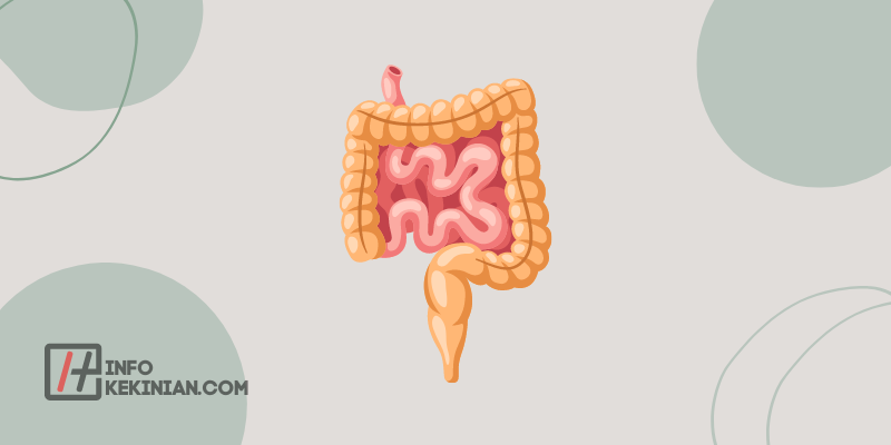 Jejunum