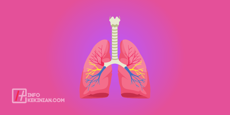 Organ Sistem Pernapasan Atas