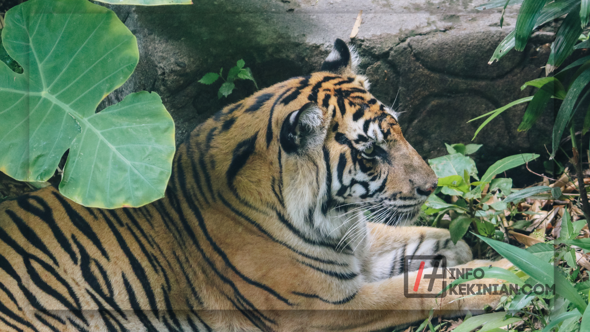 Apa itu Harimau Sumatera