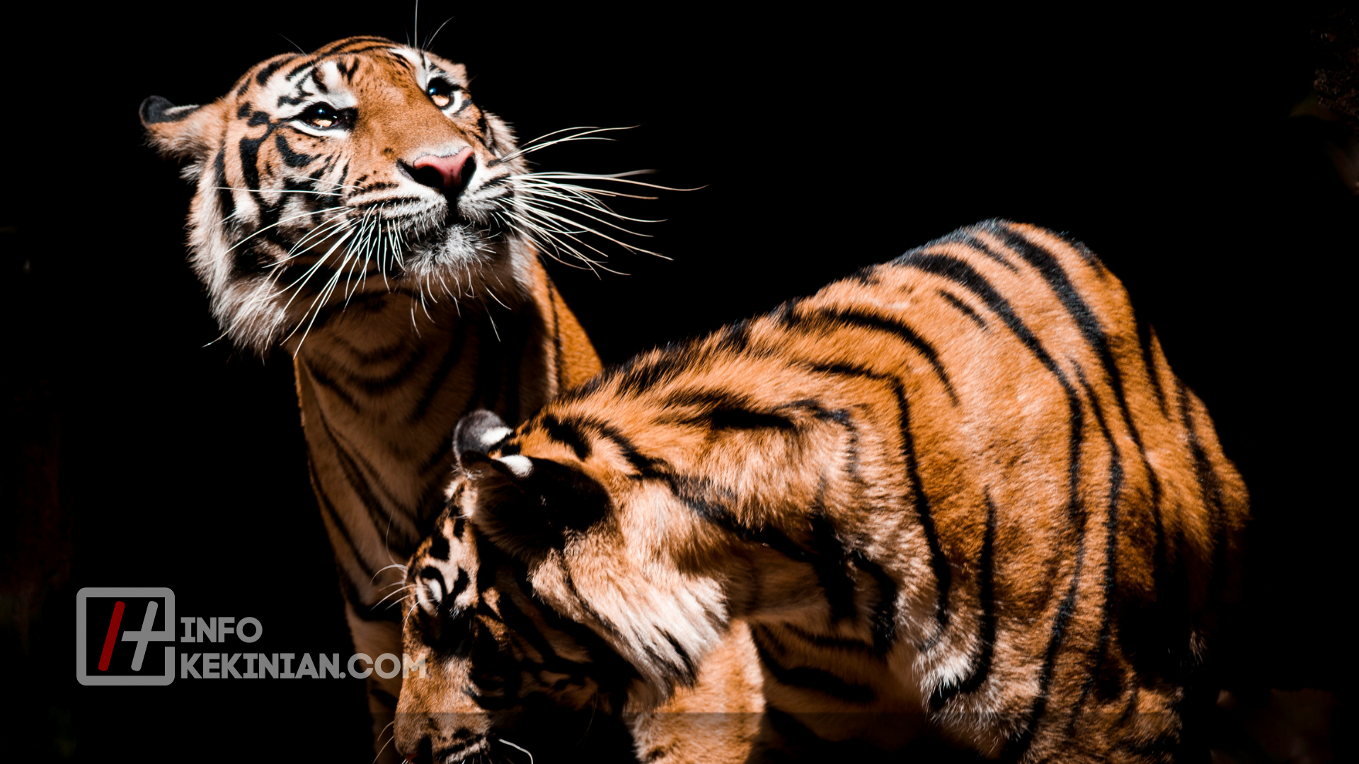 Fakta Harimau Sumatera