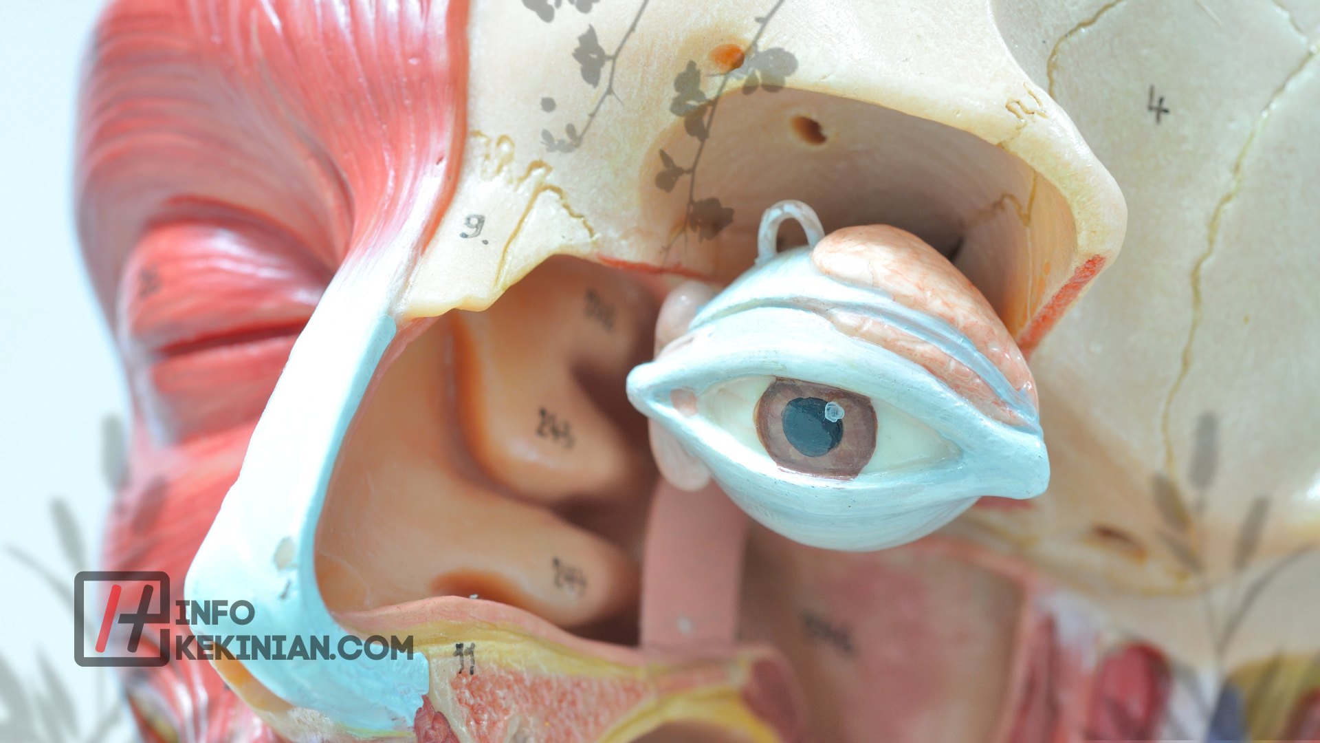 Fungsi Organ Mata