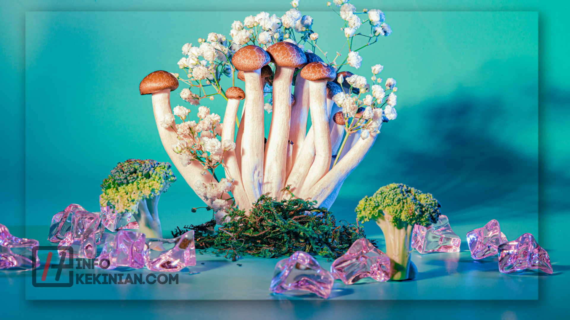 Kingdom Fungi