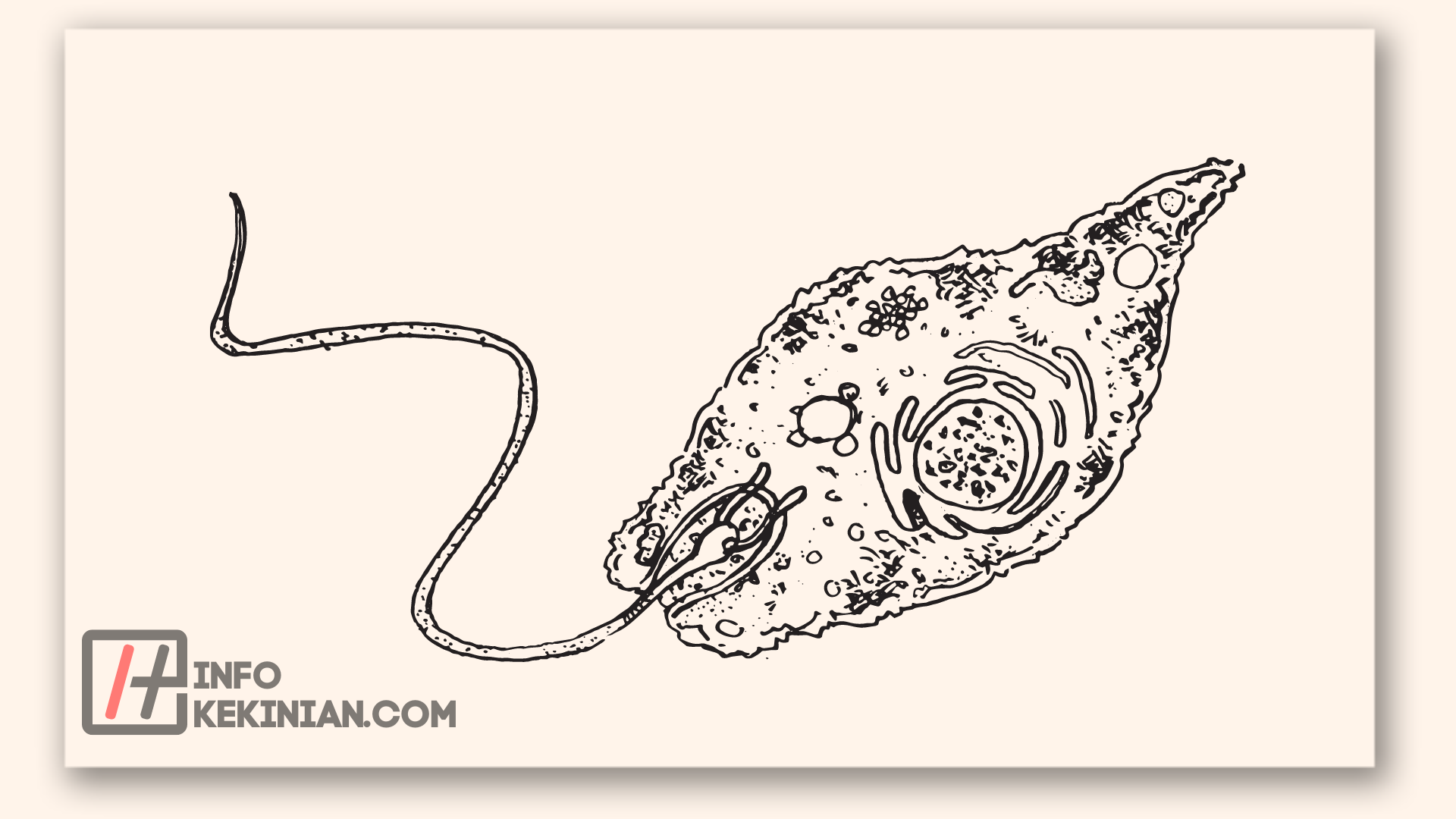 Kingdom Protista