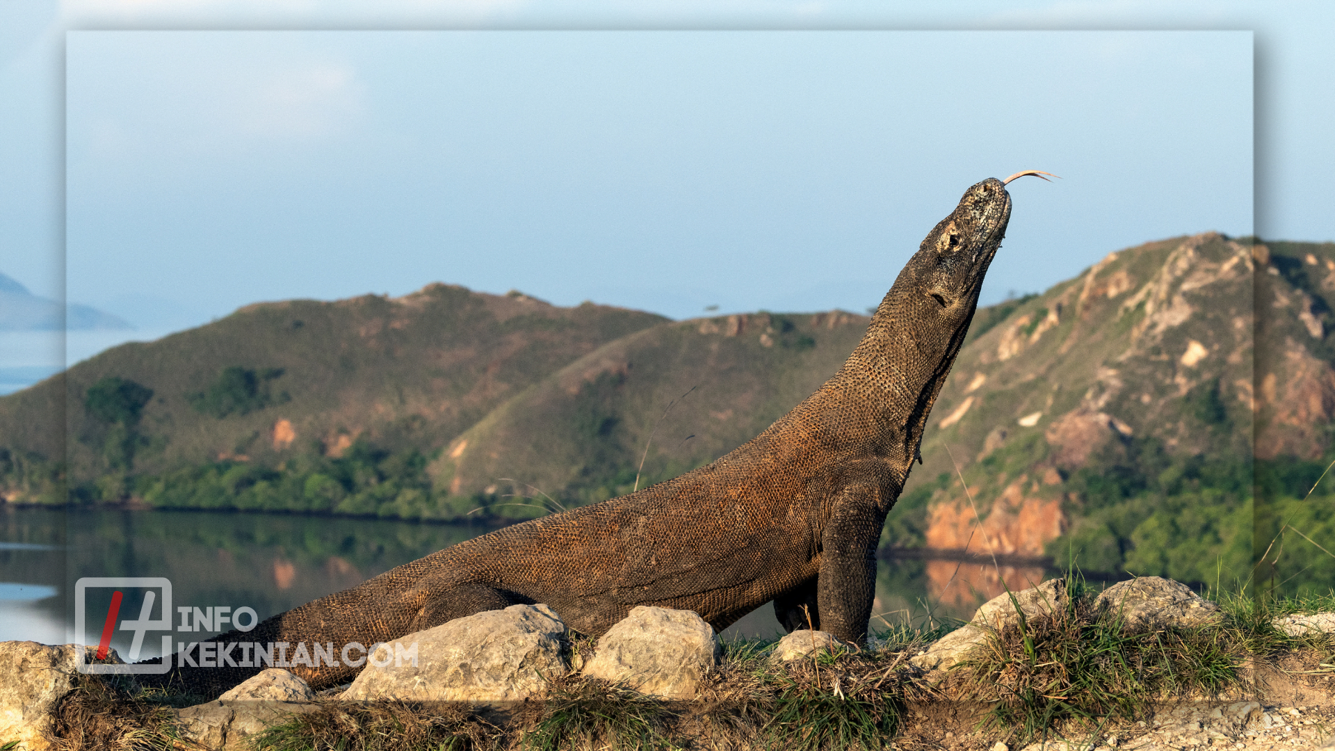 Komodo (Varanus komodoensis)