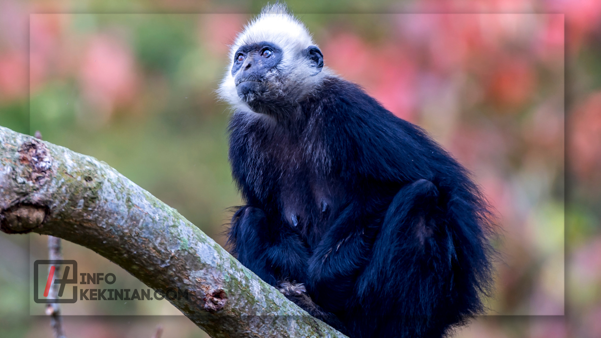 Lutung Hitam