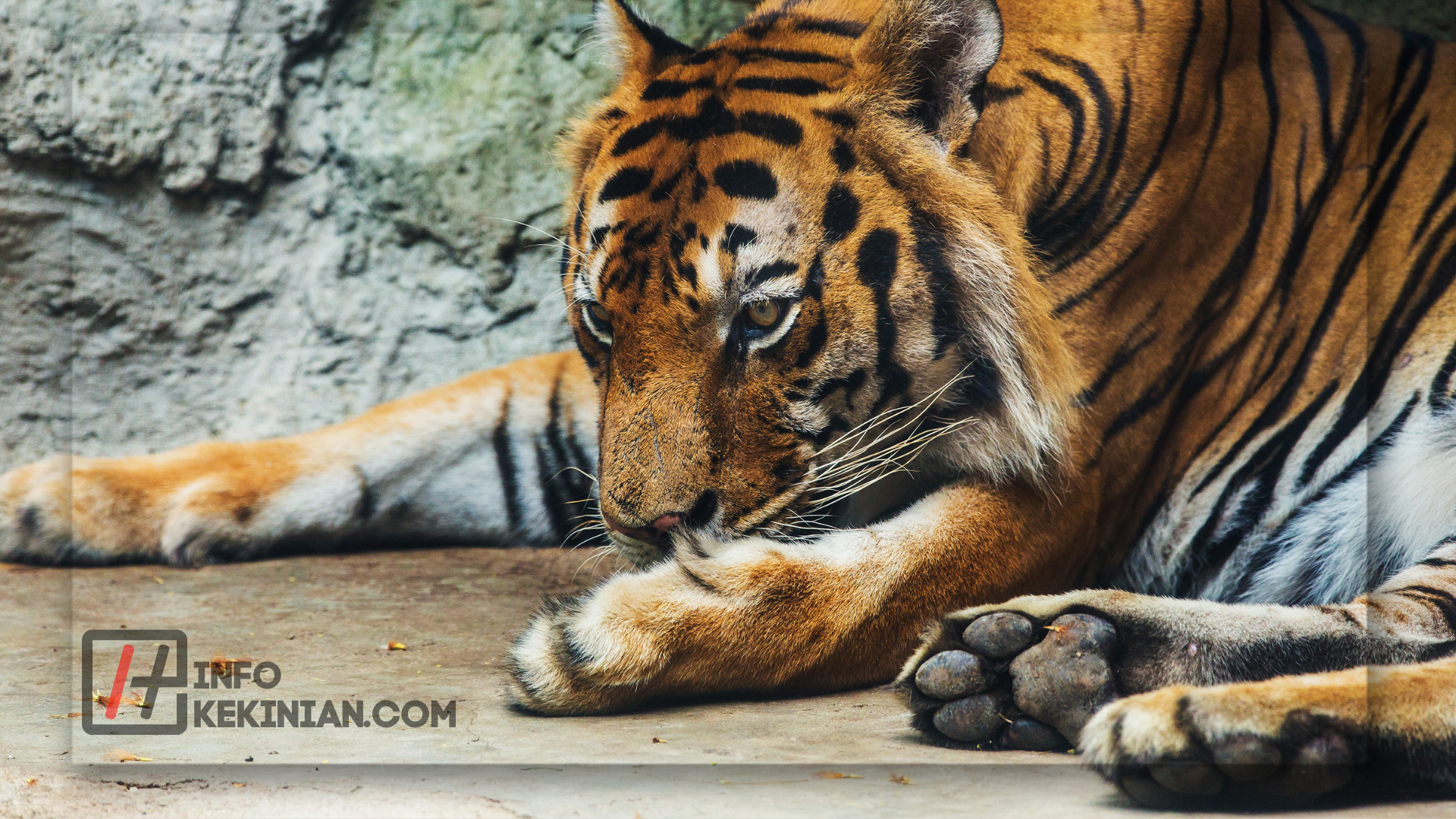 Peran Harimau Sumatera dalam Ekosistem