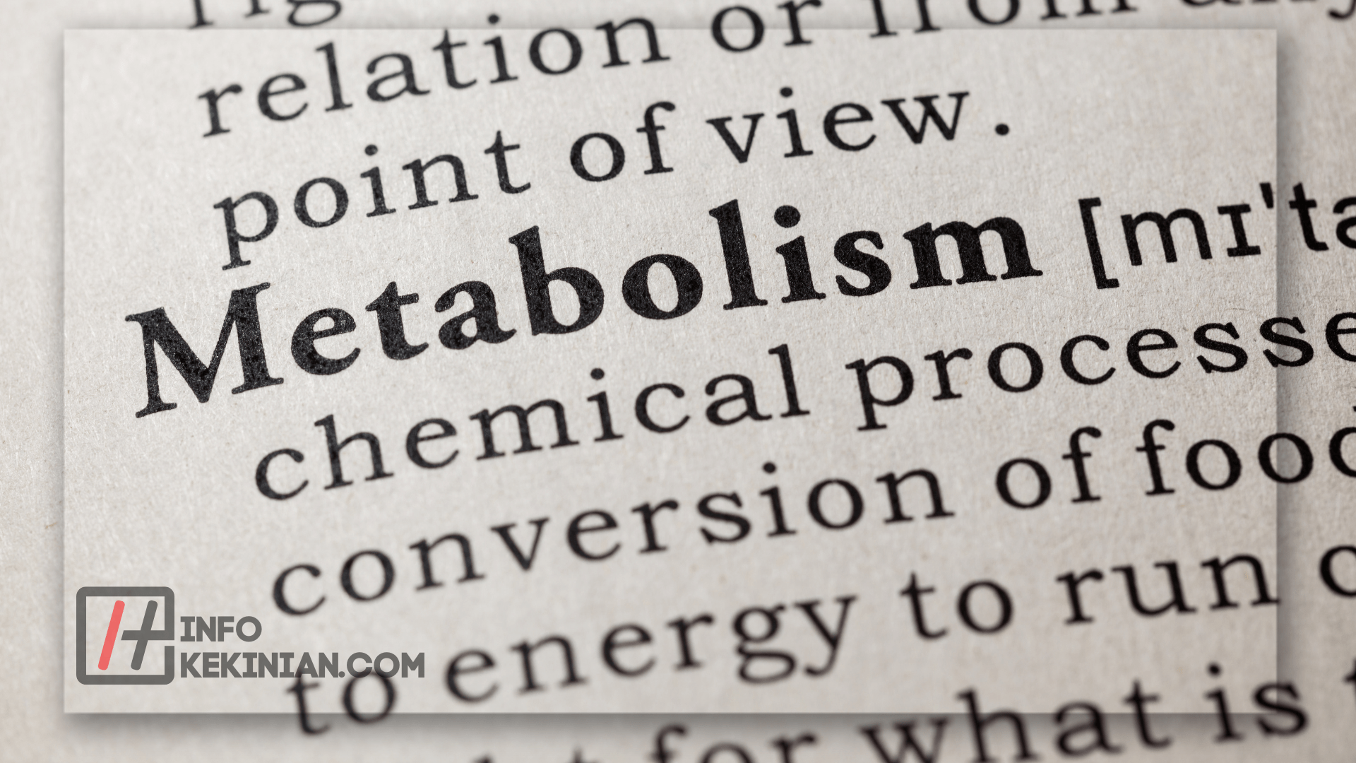 Peran Hati dalam Metabolisme Tubuh
