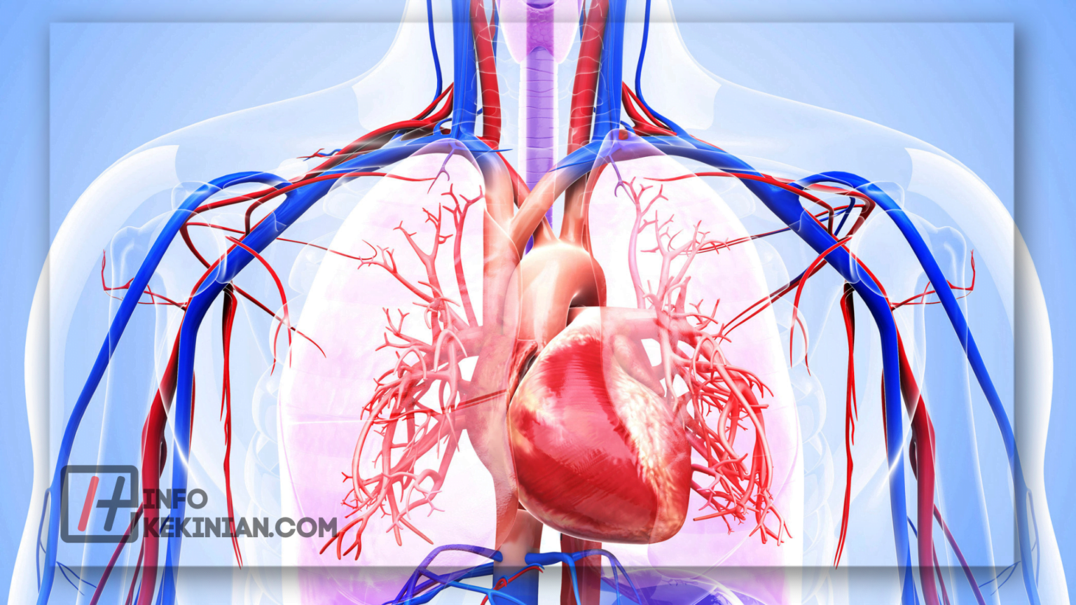 5 Sistem Kardiovaskular Manusia Yang Wajib Dipahami