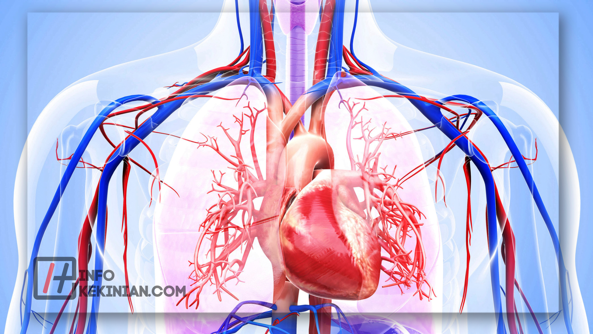 Apa itu Sistem Kardiovaskular Manusia