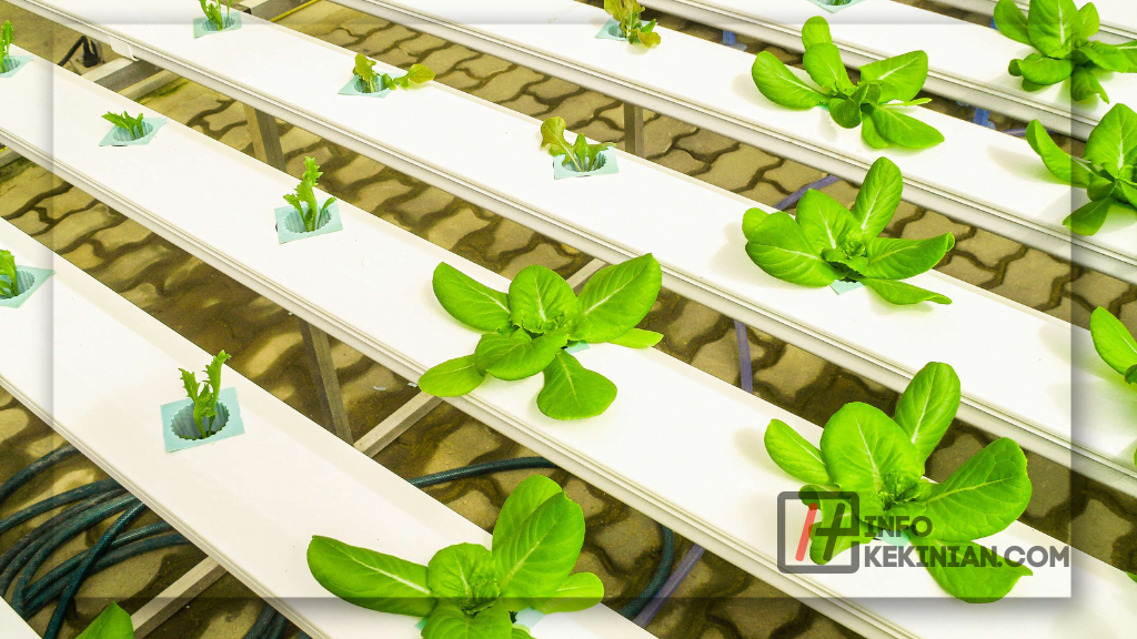 Kekurangan dari Bercocok Tanam Metode Hidroponik