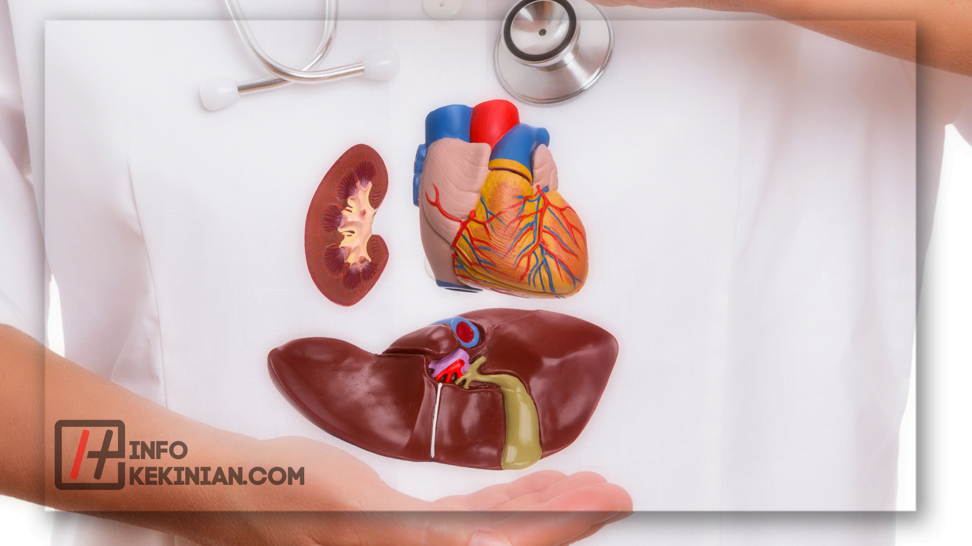 Peran Setiap Organ dalam Tubuh