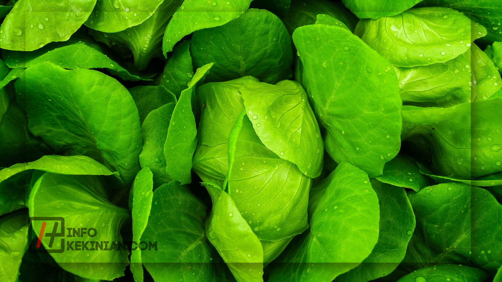 Teknik Nutrient Mist