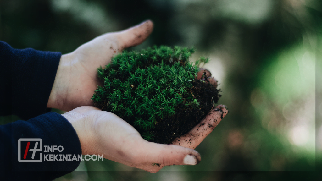 Peran Ekosistem Buatan dalam Keberlanjutan Lingkungan