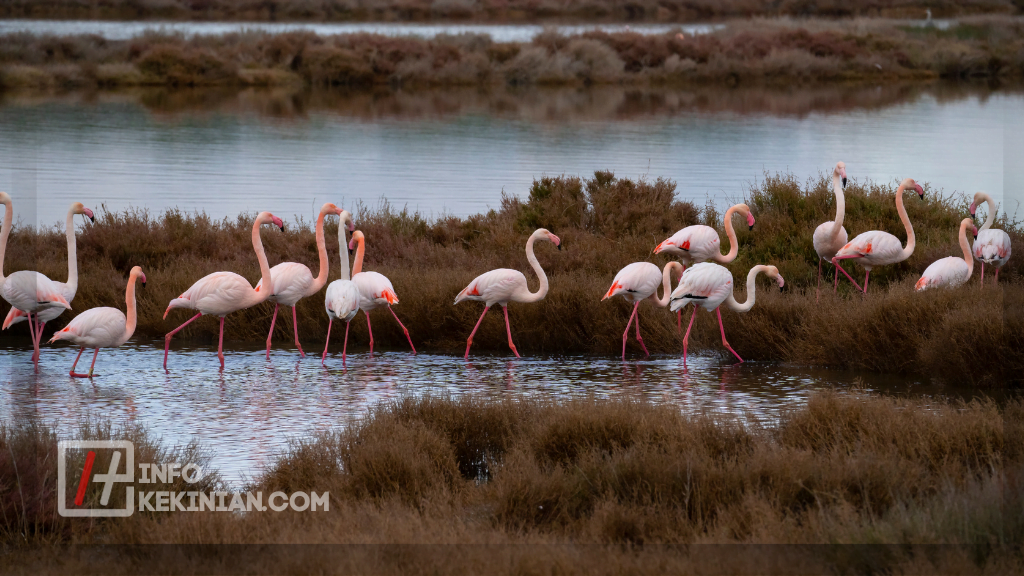 Tantangan dalam Pengembangan Ekosistem Buatan