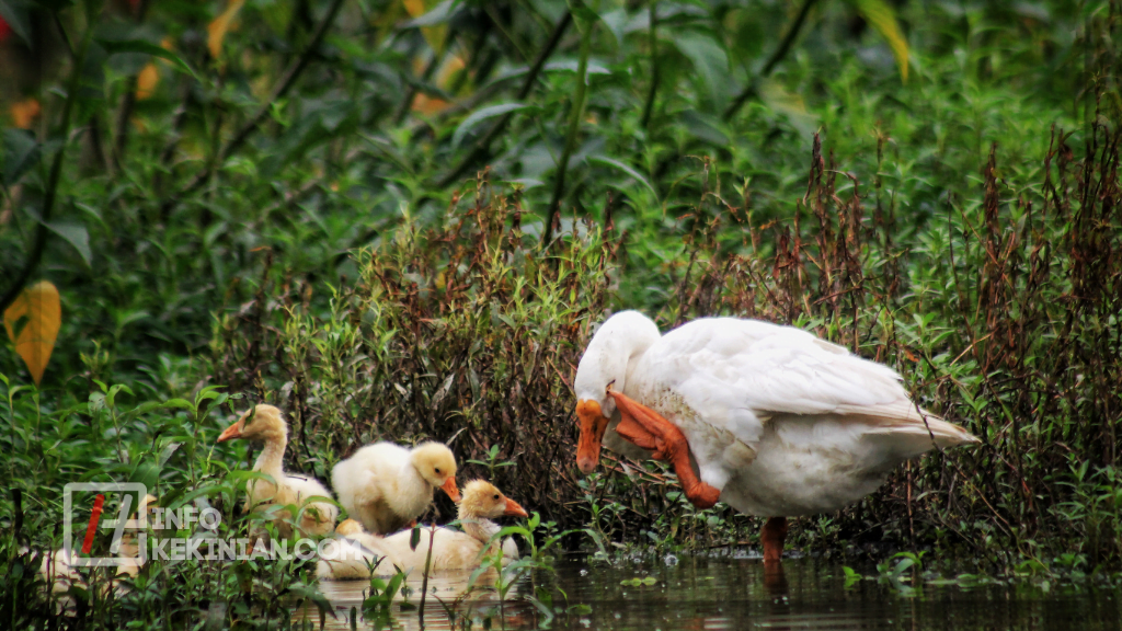 Jaring-Jaring Makanan