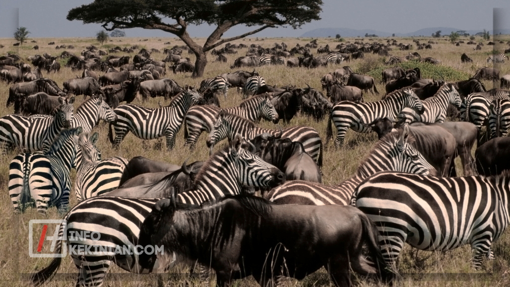 Manfaat Keanekaragaman Hayati