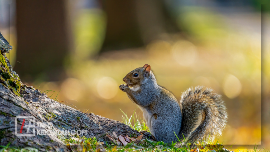 Pentingnya Jaring-Jaring Makanan
