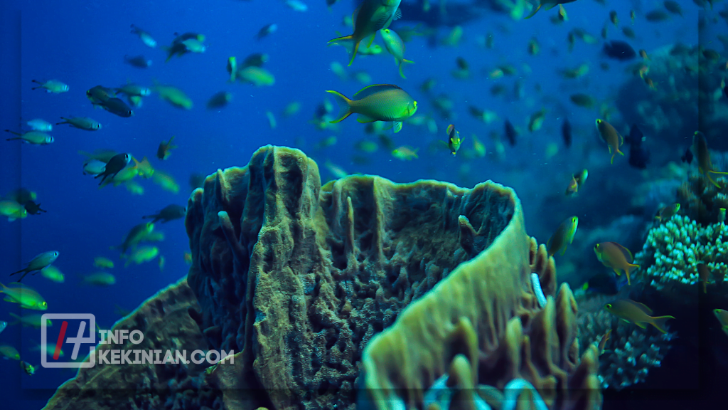 Struktur Dasar Rantai Makanan