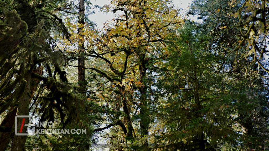 Upaya Pelestarian Keanekaragaman Hayati