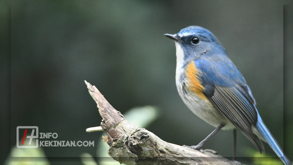 Ciri-Ciri Makhluk Hidup